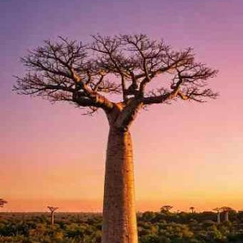 Baobab